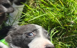 Border Collie dogs for sale: 4 border collie males looking for forever homes  - Image 23