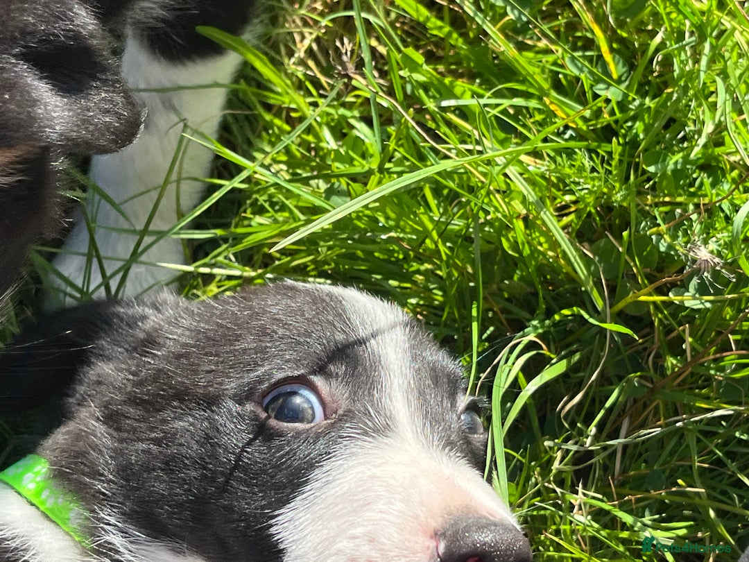Border Collie dogs for sale: 4 border collie males looking for forever homes  - Image 23
