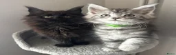 Maine Coon cats for sale: AMAZING HEALTH TESTED TICA REG MAINE COON KITTENS  - Advert 11