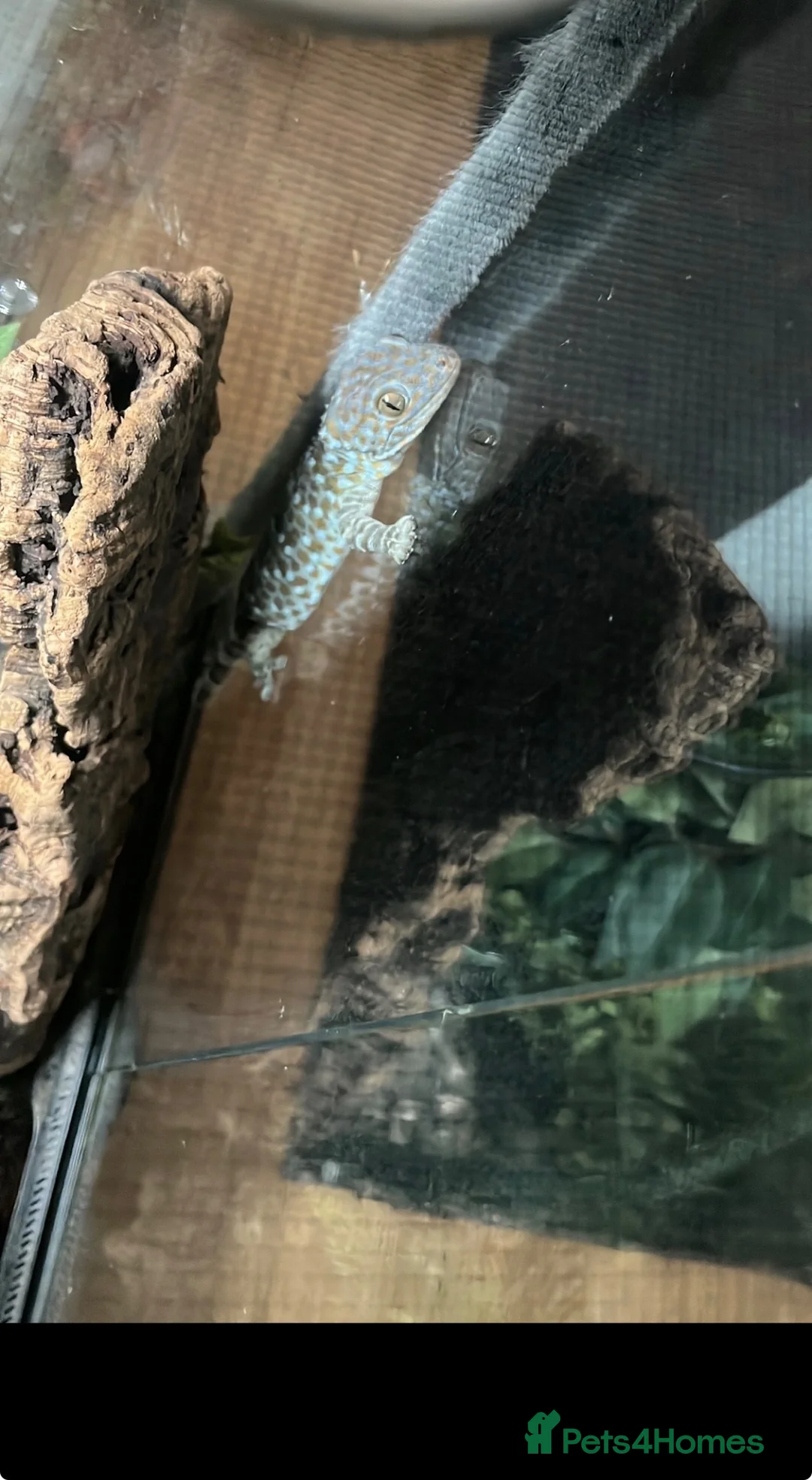 Gecko reptiles for sale: Tokay gecko full setup  in Bishop Auckland - Advert 2