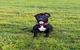 Lurcher dogs for sale: 6 month old lurcher pup - Image 3