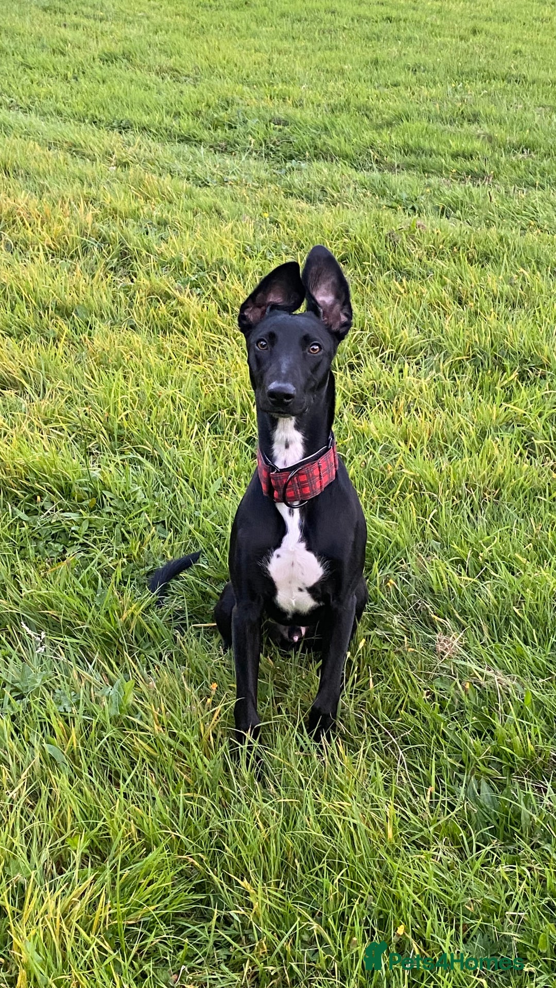 Lurcher dogs for sale: 6 month old lurcher pup - Image 3