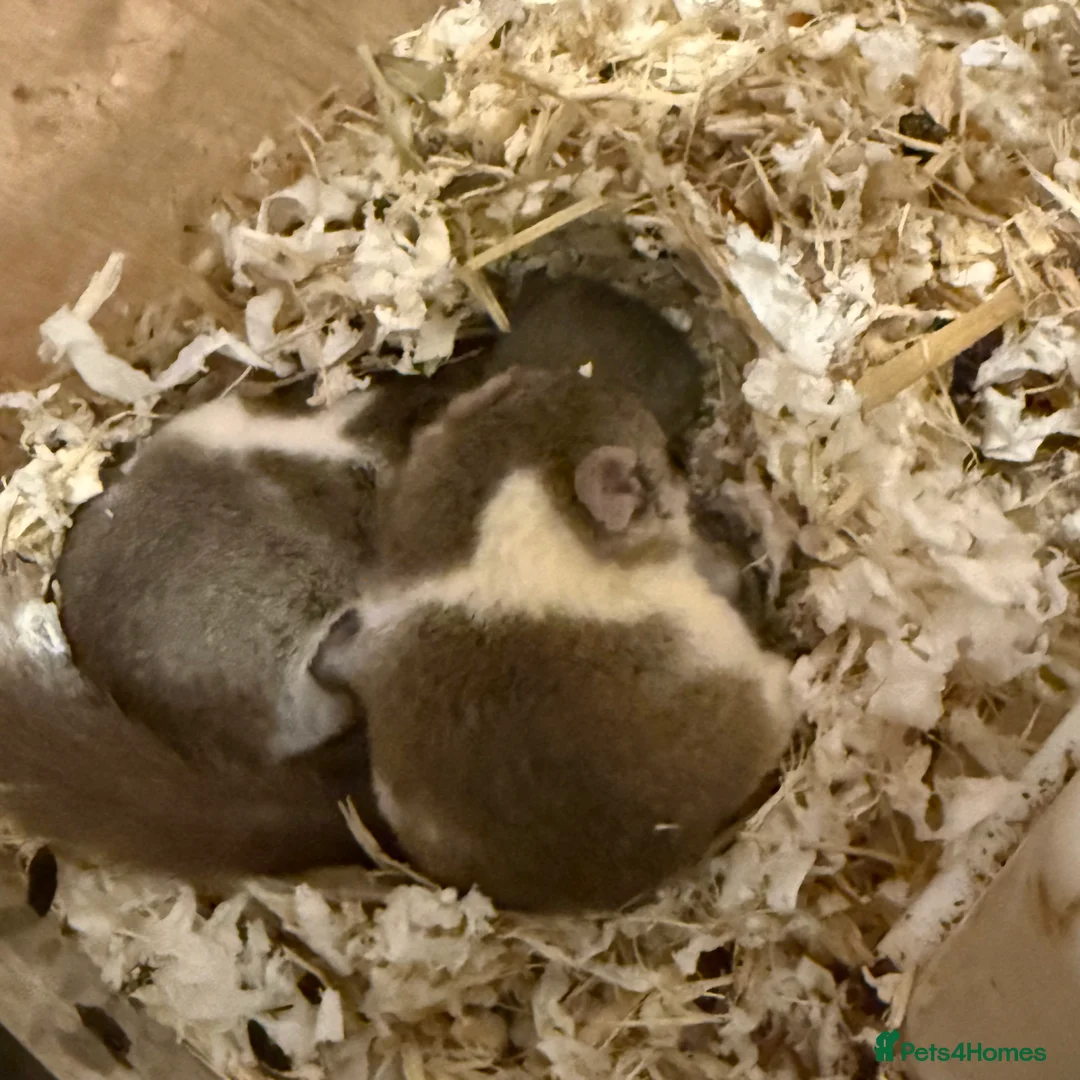 Mouse rodents for sale: 6 African Pygmy door mice  - Advert 4