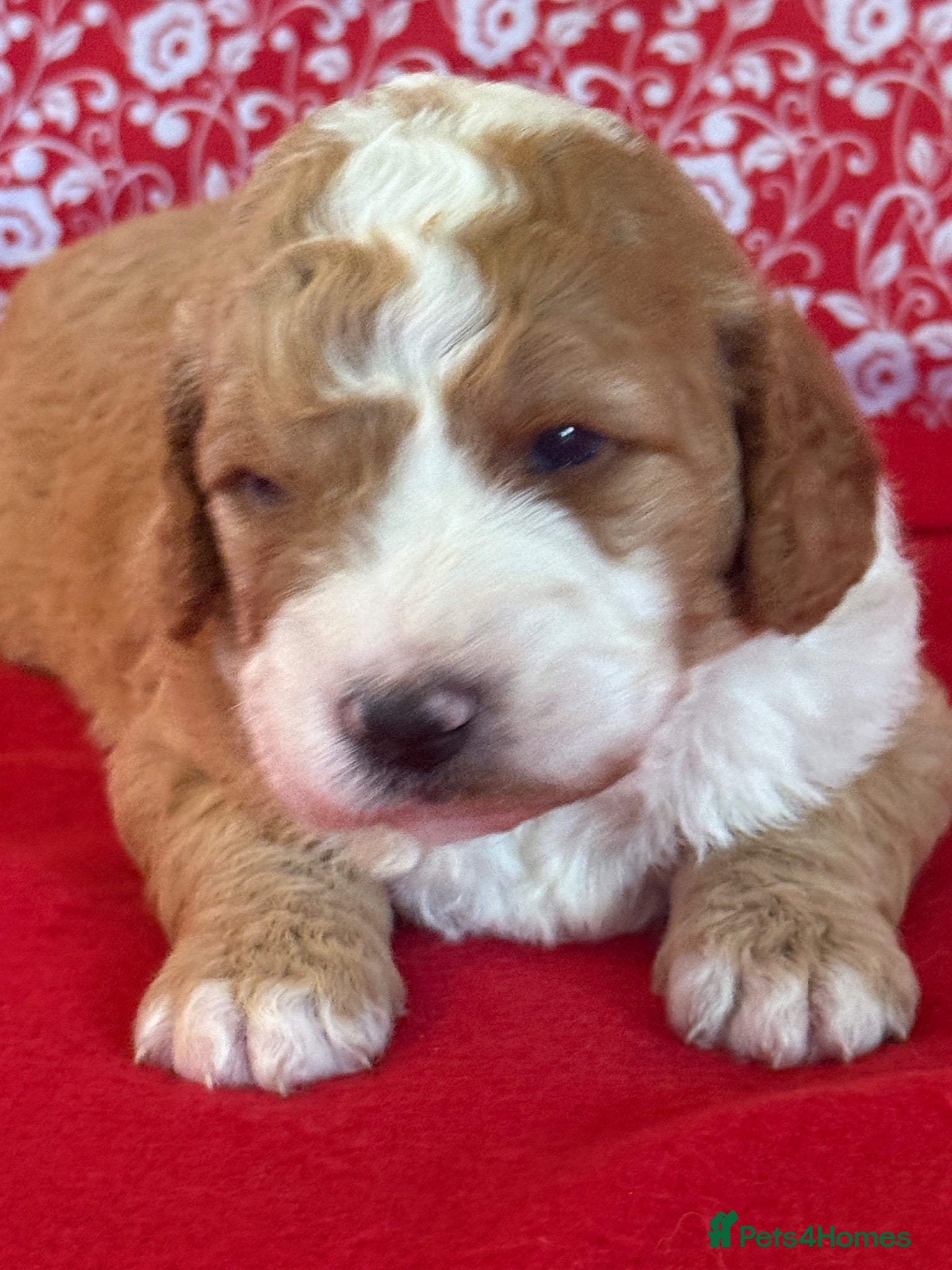 Bernedoodle dogs Beautiful Bernidoodles - Advert 2