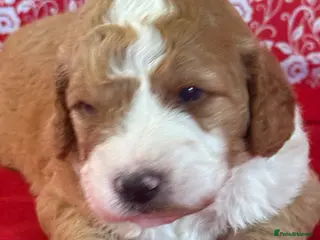 Bernedoodle dogs Beautiful Bernidoodles - Advert 2