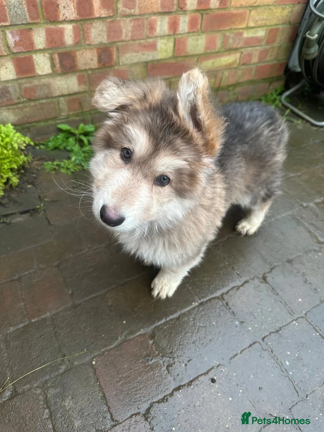 German Shepherd dogs for sale: Otto 🐾 - Advert 3