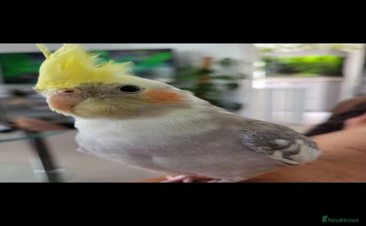 Cockatiels birds - Advert 12