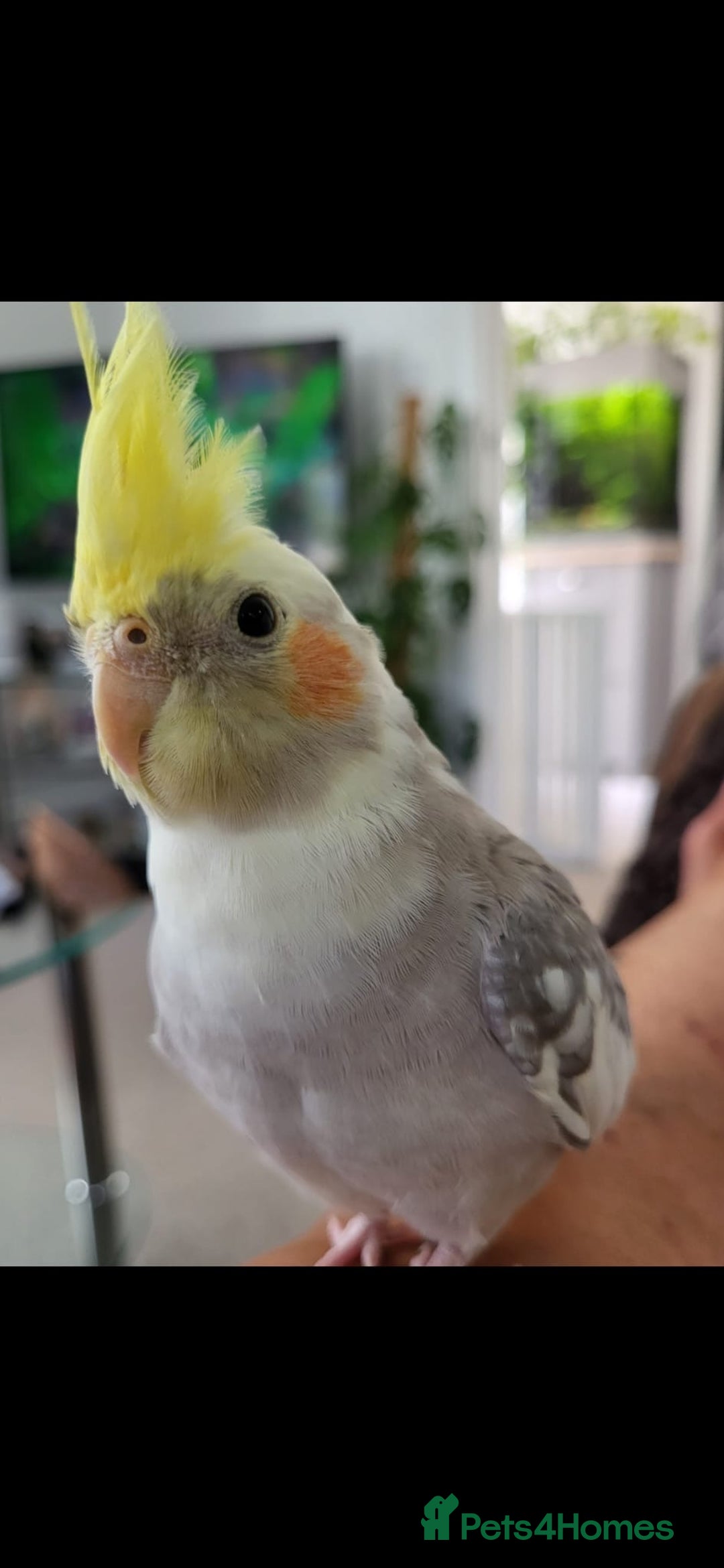 Cockatiels birds for sale: Male cockatiel  - Image 1