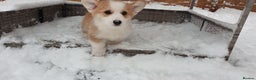 Welsh Corgi Pembroke dogs for sale: Exceptional Corgi Puppies ready now!!! - Advert 2