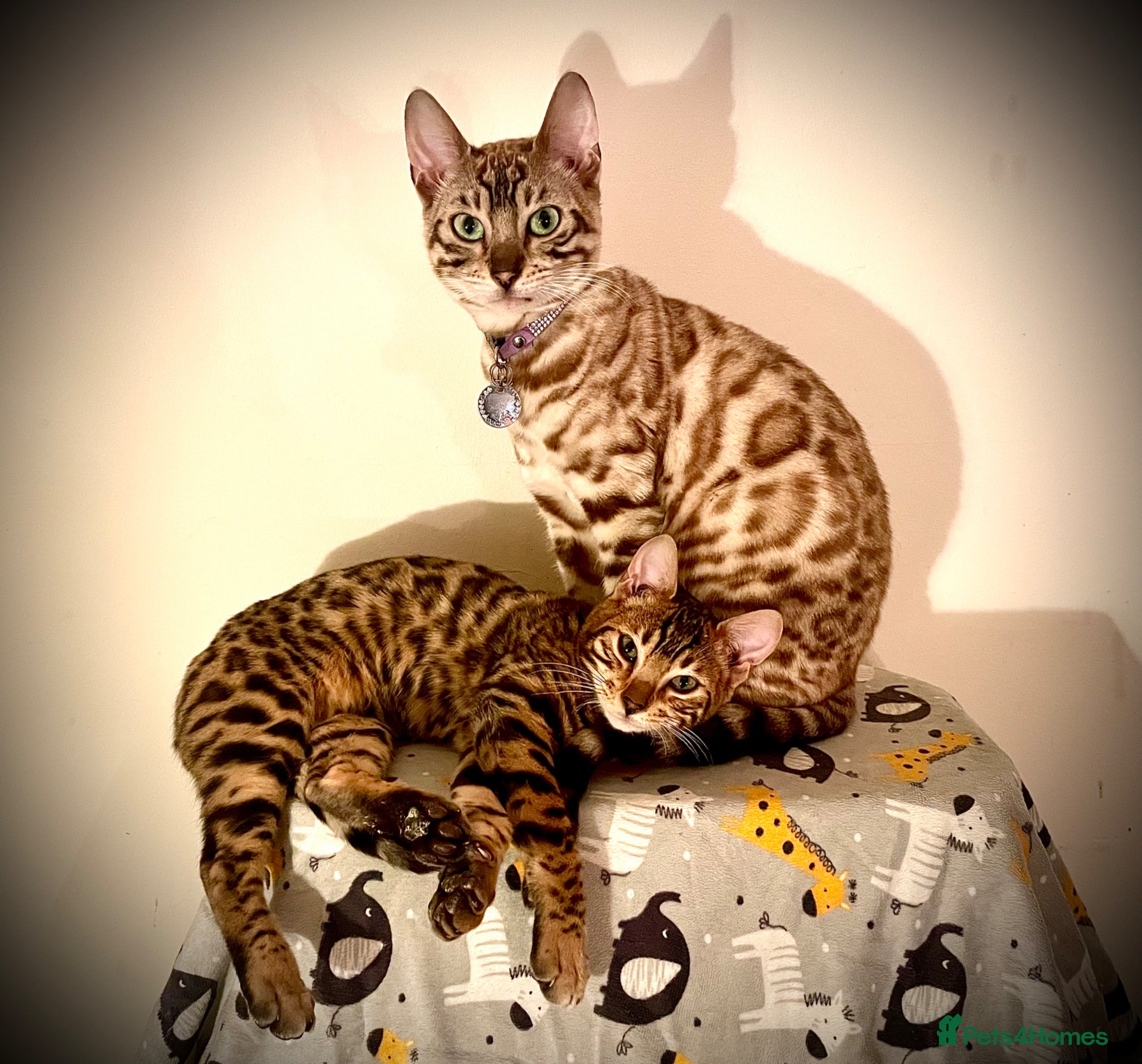 Bengal cats 2 beautiful benegal sisters  - Advert 1
