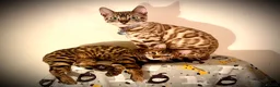 Bengal cats for sale: 2 beautiful benegal sisters  - Advert 1