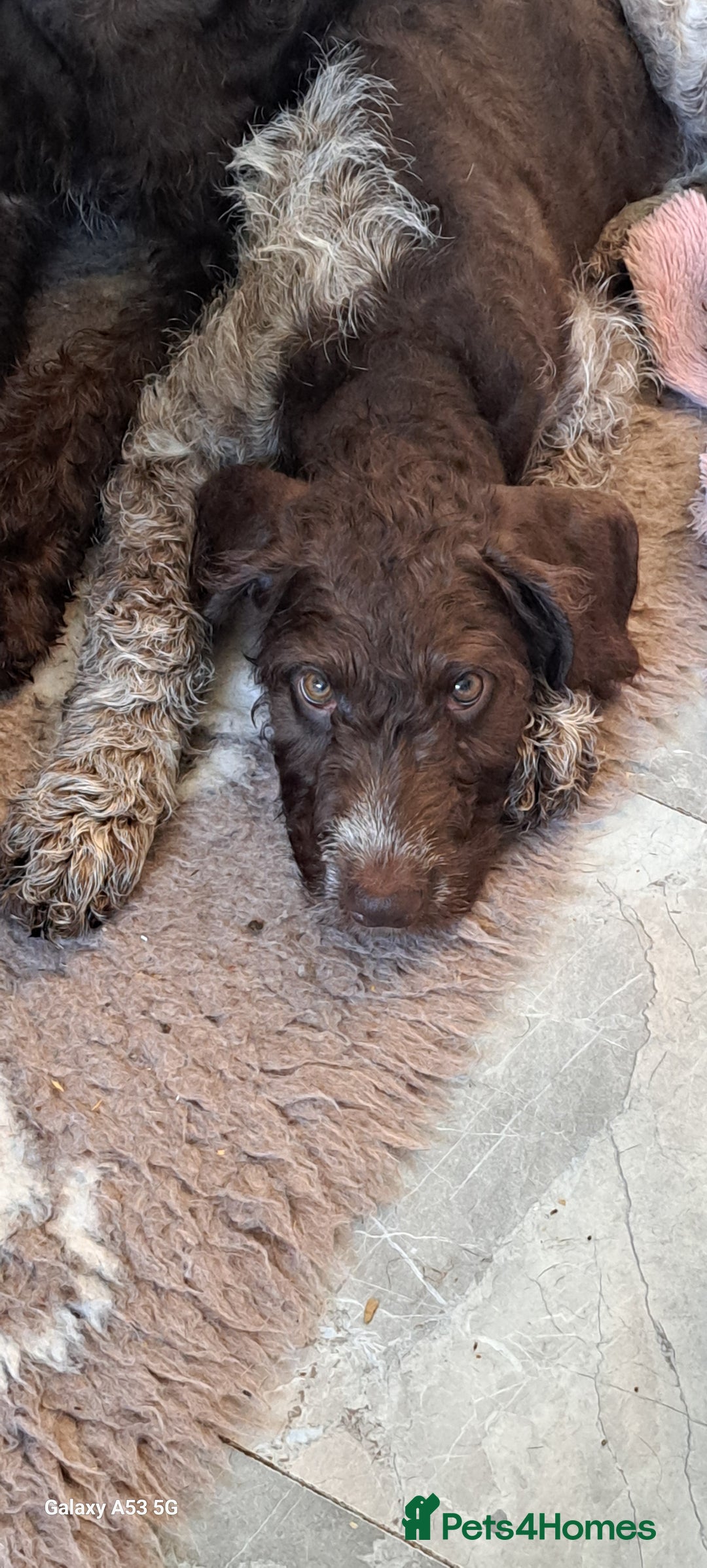 Mixed Breed dogs for sale: Poodle/pointer pups in Cumnock - Image 2