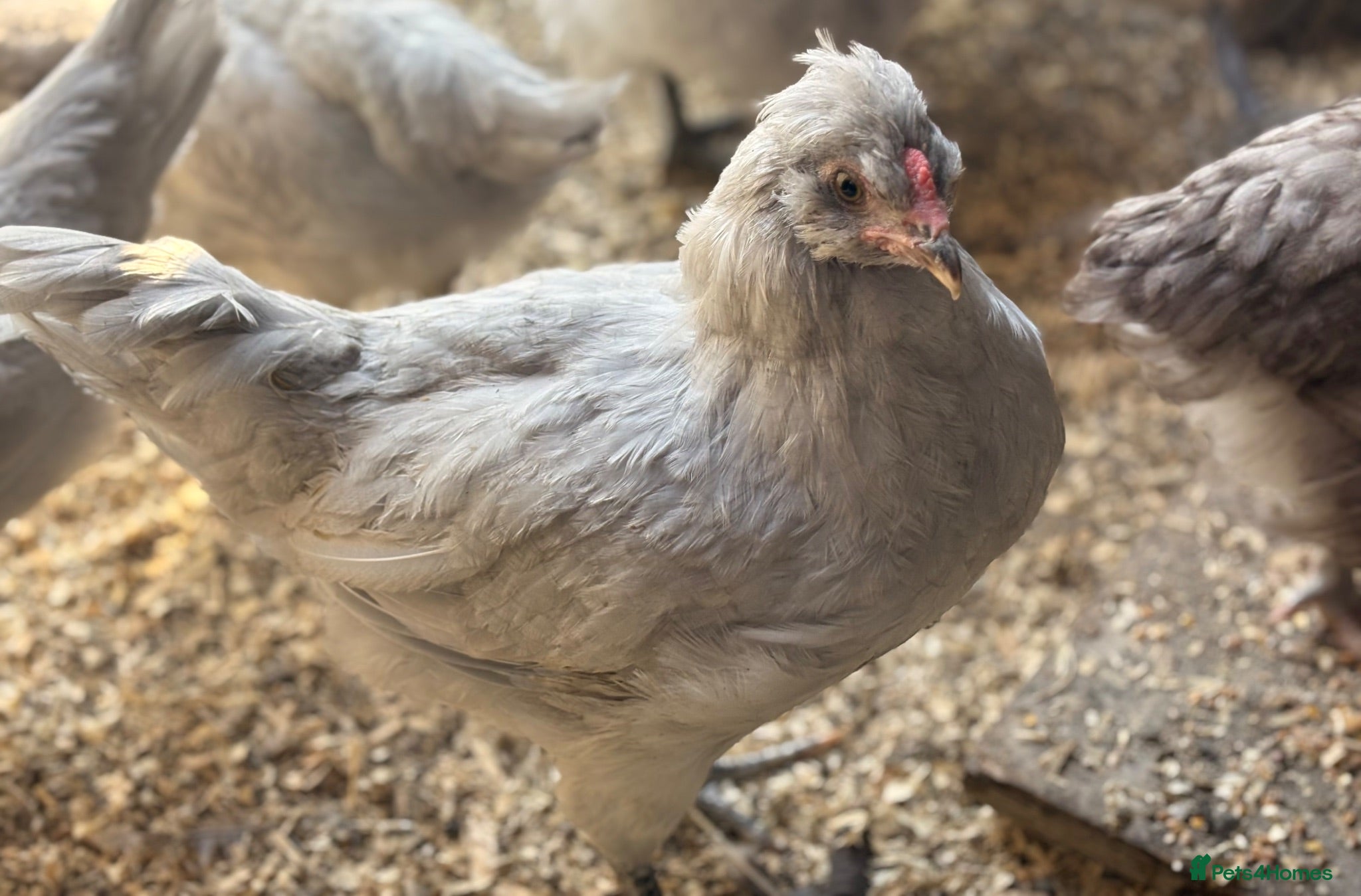 Chickens poultry Lavender Araucana Trios for sale - Advert 1