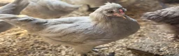 Chickens poultry for sale: Lavender Araucana Trios for sale in Chippenham - Advert 1