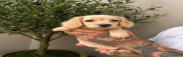 Cocker Spaniel dogs for sale: Cockerspaniel puppies  - Advert 6