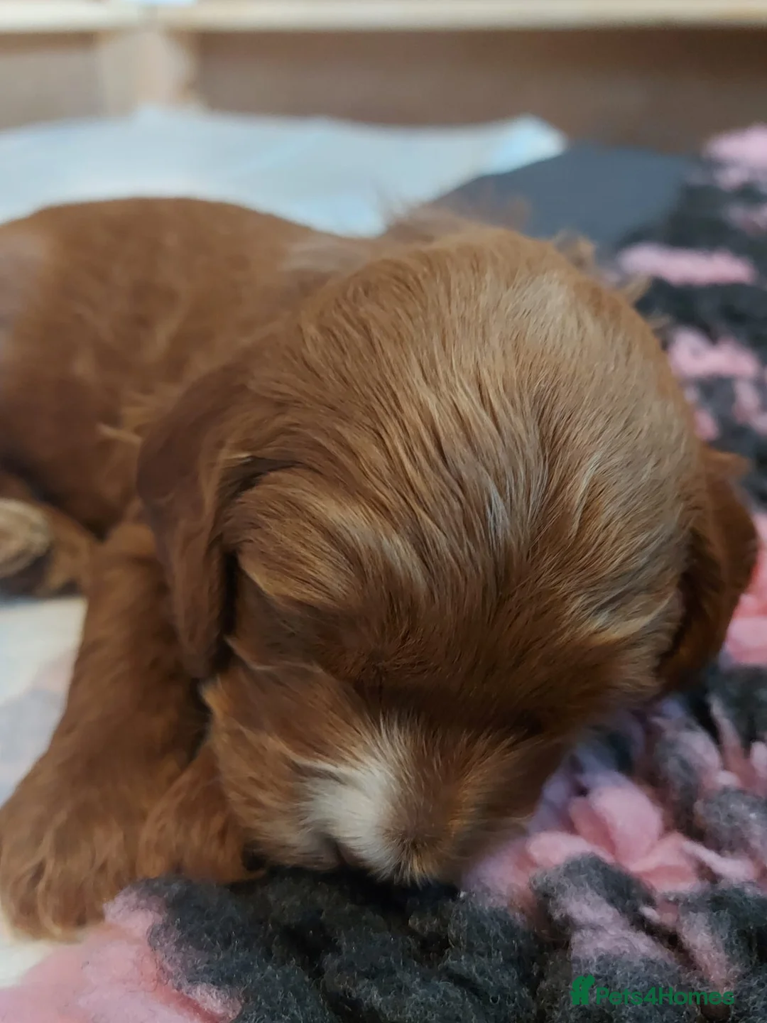 Cockapoo dogs for sale: X3 f1b cockapoo puppies  - Advert 18