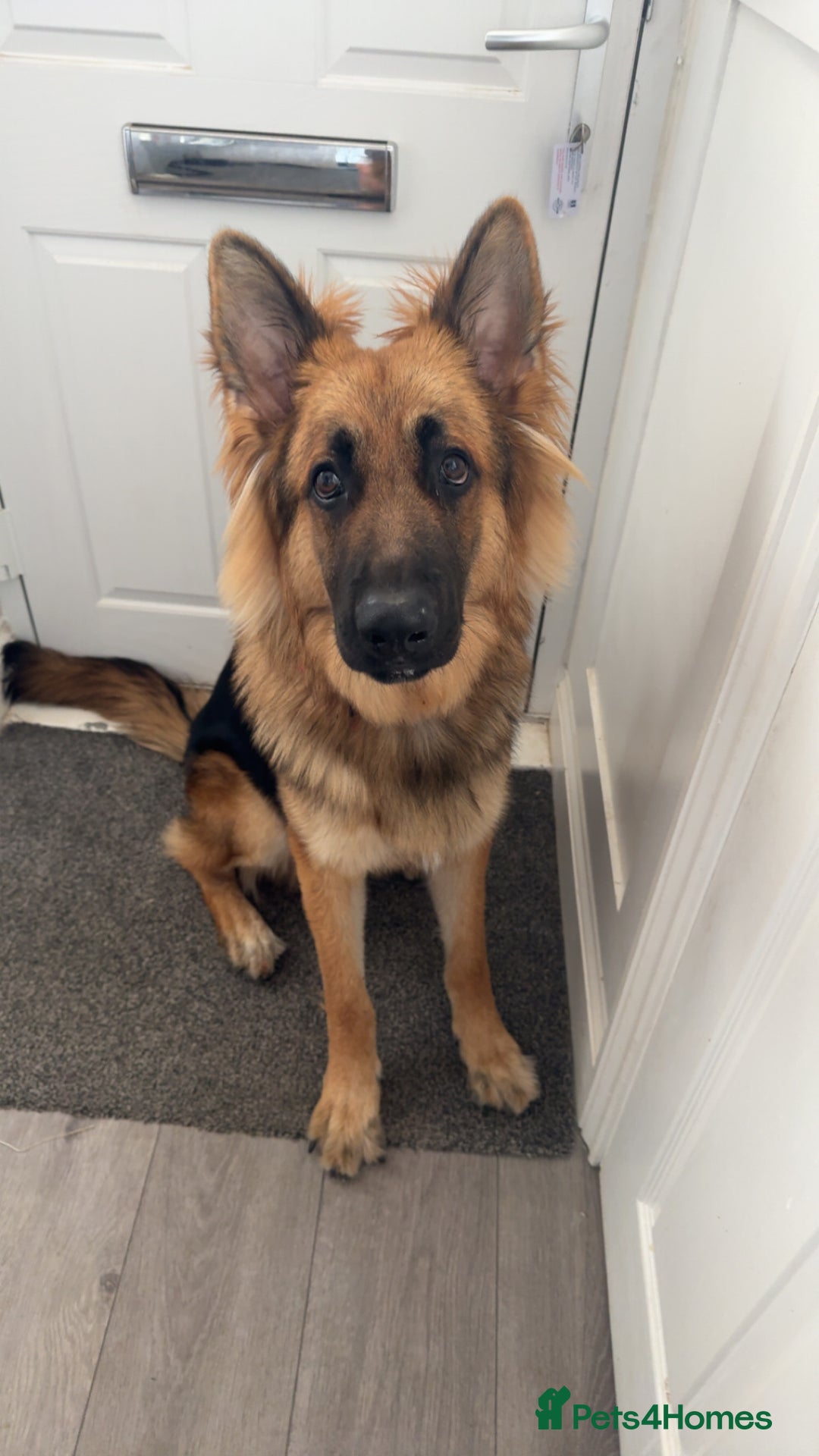 German Shepherd dogs for stud: Stud dog  - Advert 5