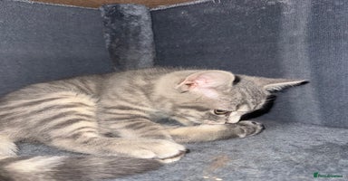 British Shorthair cats - Advert 16