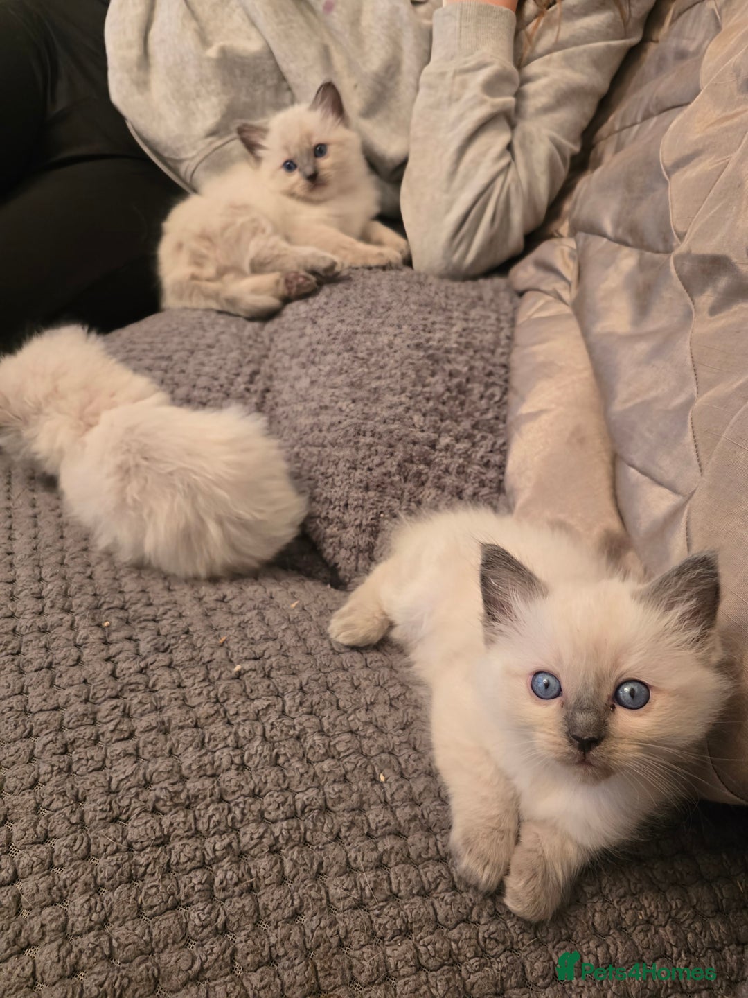 Ragdoll cats for sale: Ragdoll kittens for sale - Image 10