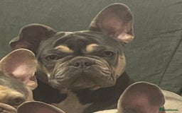 Mixed Breed dogs for sale: French bulldog x King Charles cavalier - Image 4