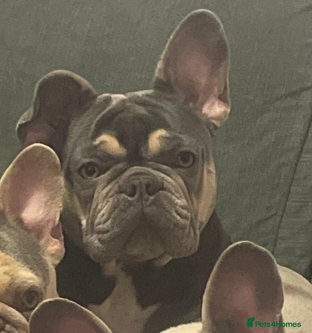 Mixed Breed dogs for sale: French bulldog x King Charles cavalier - Image 4