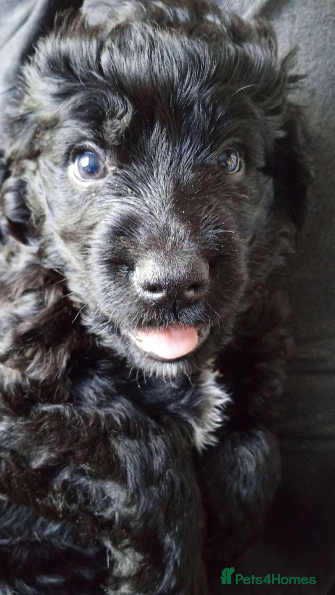 Mixed Breed dogs Crazy cute Cockapoo x Golden Retriever x puppies  - Advert 1