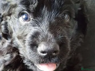 Mixed Breed dogs Crazy cute Cockapoo x Golden Retriever x puppies - Advert 1