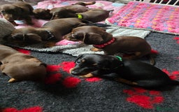 Miniature Dachshund dogs for sale: Miniature Dachshund Puppy - Image 17
