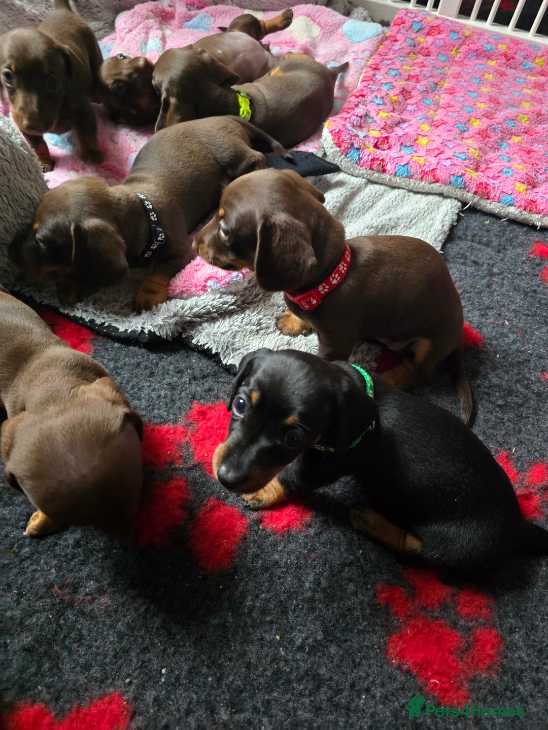 Miniature Dachshund dogs for sale: Miniature Dachshund Puppy - Image 17