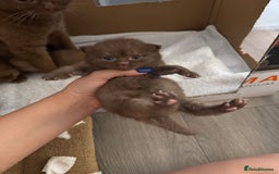 British Shorthair cats for sale: 🤎 British Shorthair Cinnamon Kittens🤎 - Image 6