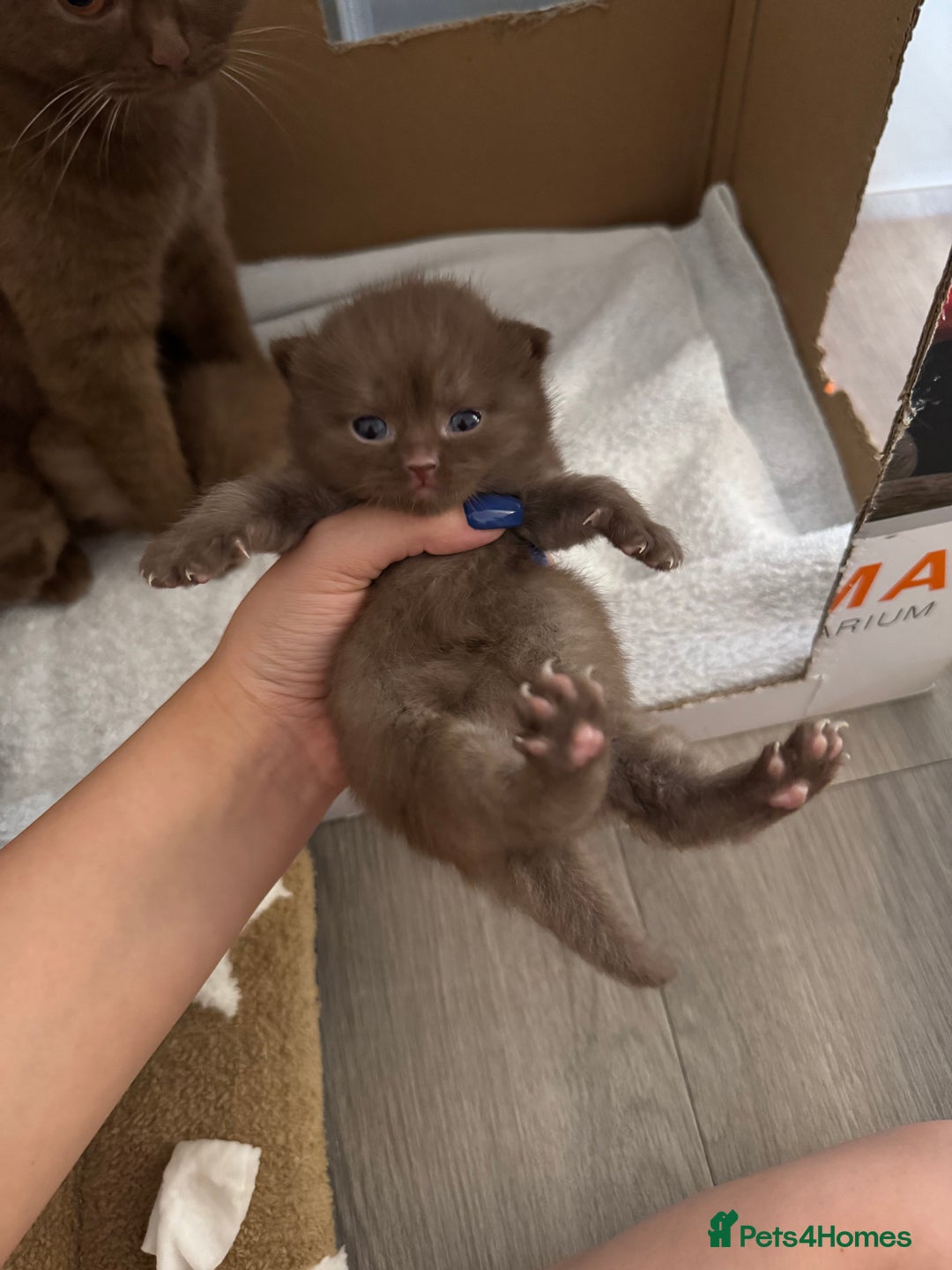 British Shorthair cats for sale: 🤎 British Shorthair Cinnamon Kittens🤎 - Image 6
