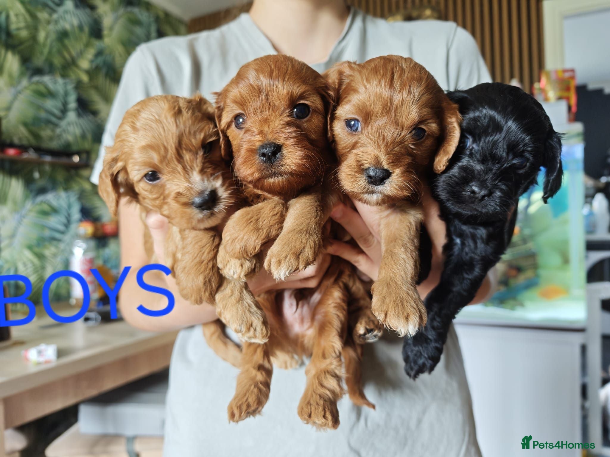 Cavapoo dogs 8 little fluffs available soon  - Advert 2