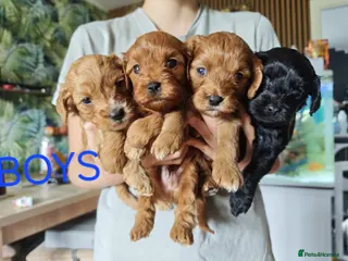 Cavapoo dogs 8 little fluffs available soon - Advert 2