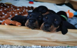 Dachshund dogs for sale: Smooth hair black and tan dachshund  - Image 7