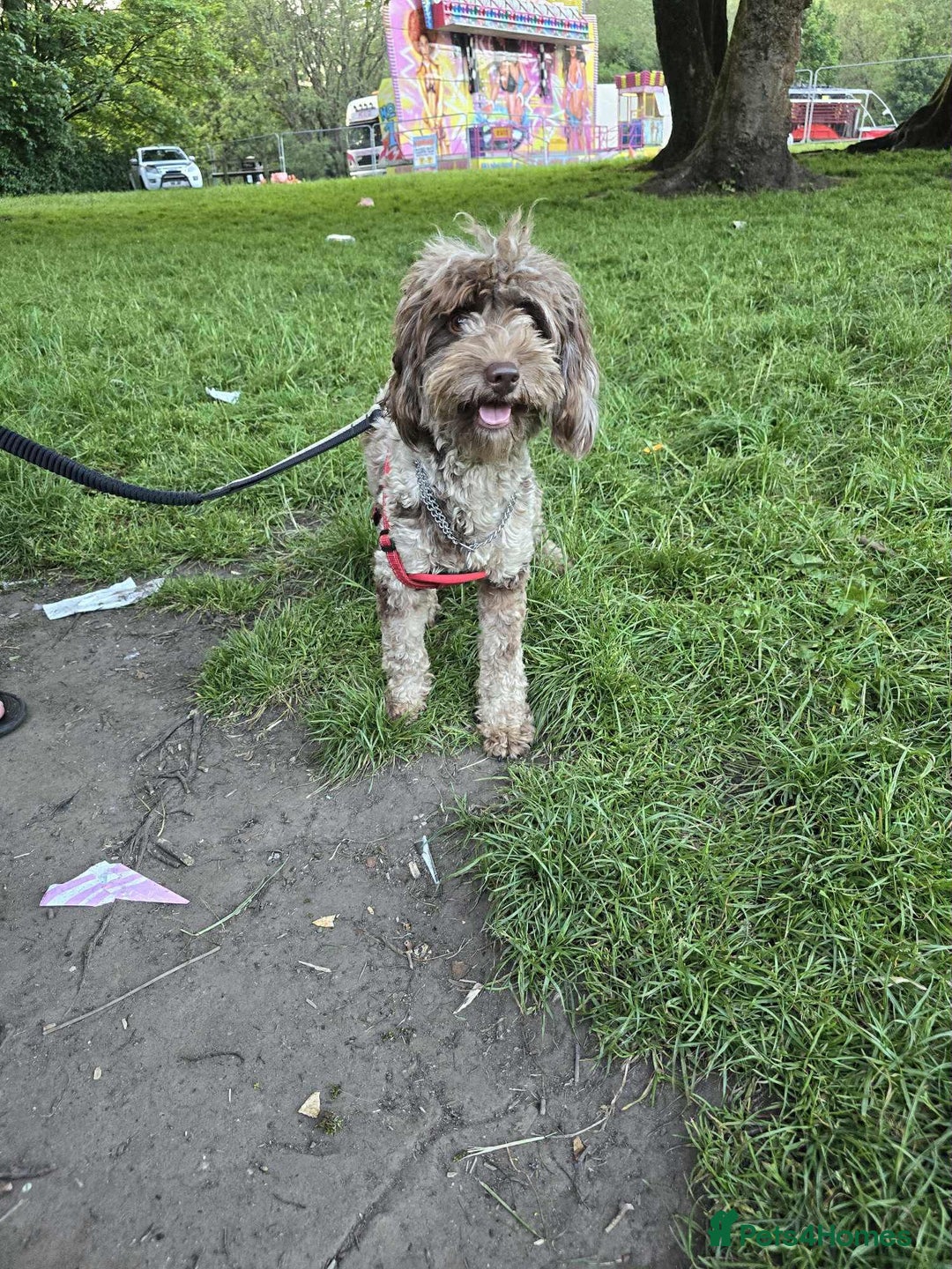 Cavapoo dogs for sale: Beautiful Cavapoo puppies  - Advert 2