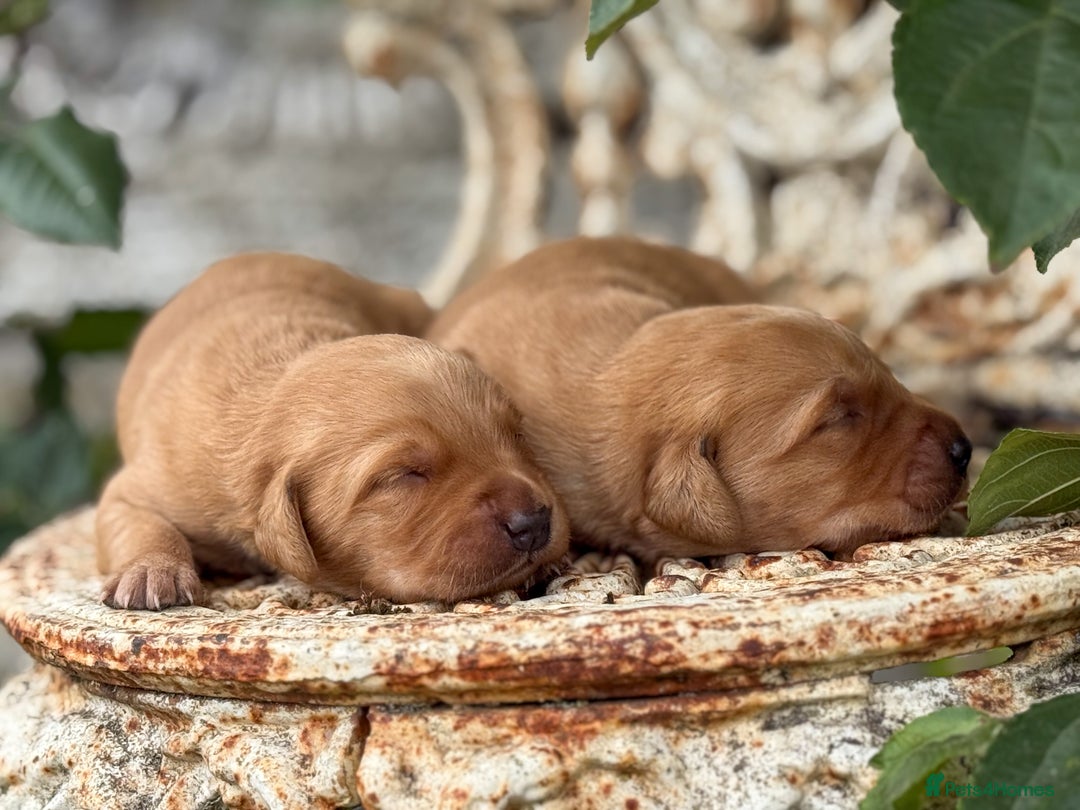Goldador dogs for sale: Stunning Goldador Puppy’s DNA Clear KC Parents - Image 6