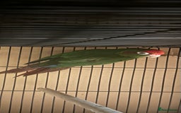 Budgerigars birds for sale: Beautiful Red Crown Conure for sale!!!  - Image 4