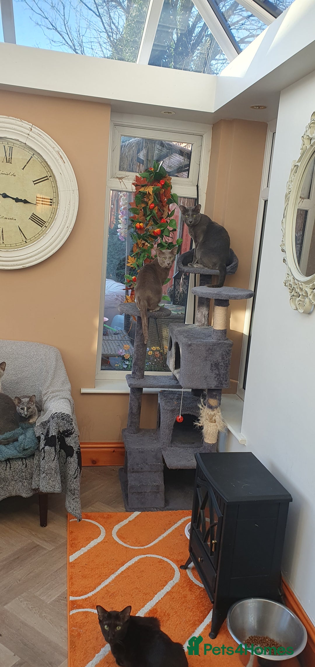 Oriental cats for stud: Oriental blue and caramel  - Advert 2