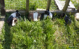 Guinea Pig rodents for sale: Stunning Guinea pigs for sale  - Image 1