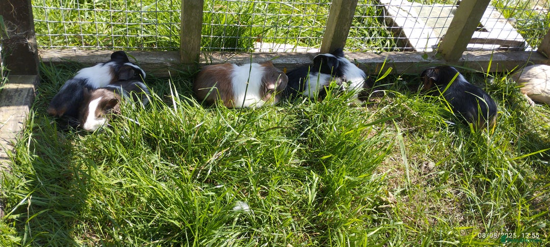Guinea Pig rodents for sale: Stunning Guinea pigs for sale  - Image 1