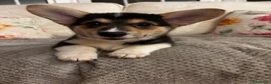 Welsh Corgi Pembroke 8