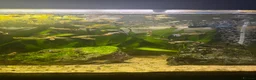 Other/Mixed Breed fish for sale: Guppies  - Advert 2