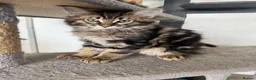 Maine Coon cats for sale: Beautiful Maine coon Kittens 4 left ready to leave - Advert 3