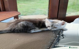 Maine Coon cats for sale: Beautiful maine coon kittens  - Image 8