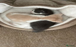 Mixed Breed cats for sale: Beautiful half britishshorthaired - Image 24