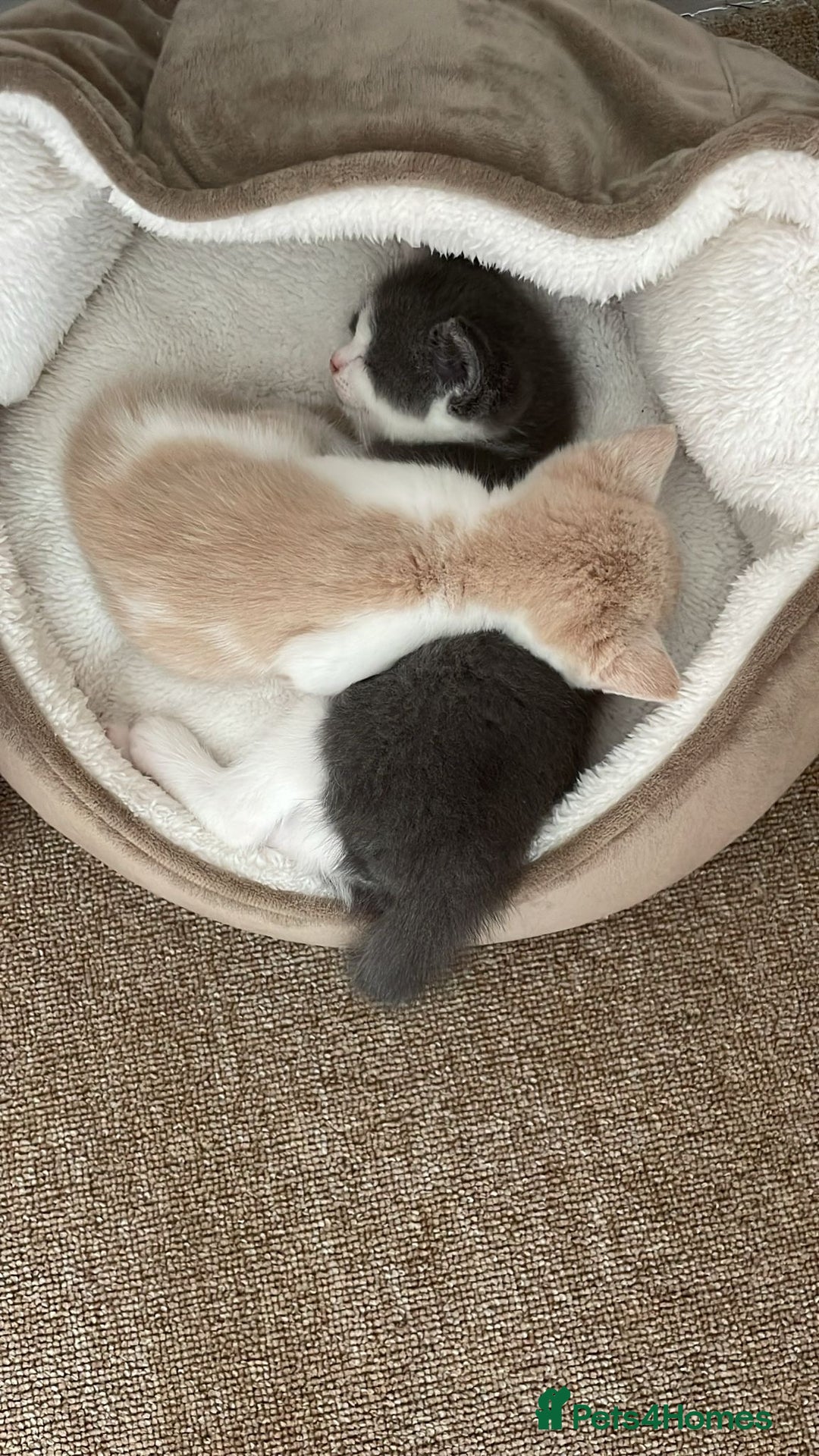 Mixed Breed cats for sale: Beautiful half britishshorthaired - Image 24