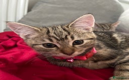 Mixed Breed cats for sale: Two beautiful brothers needing a forever home  - Image 6