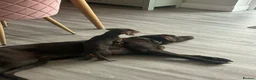 Labrador Retriever dogs for sale: Gorgeous KC Registered Chocolate Labrador Puppies  in Caldicot - Advert 5