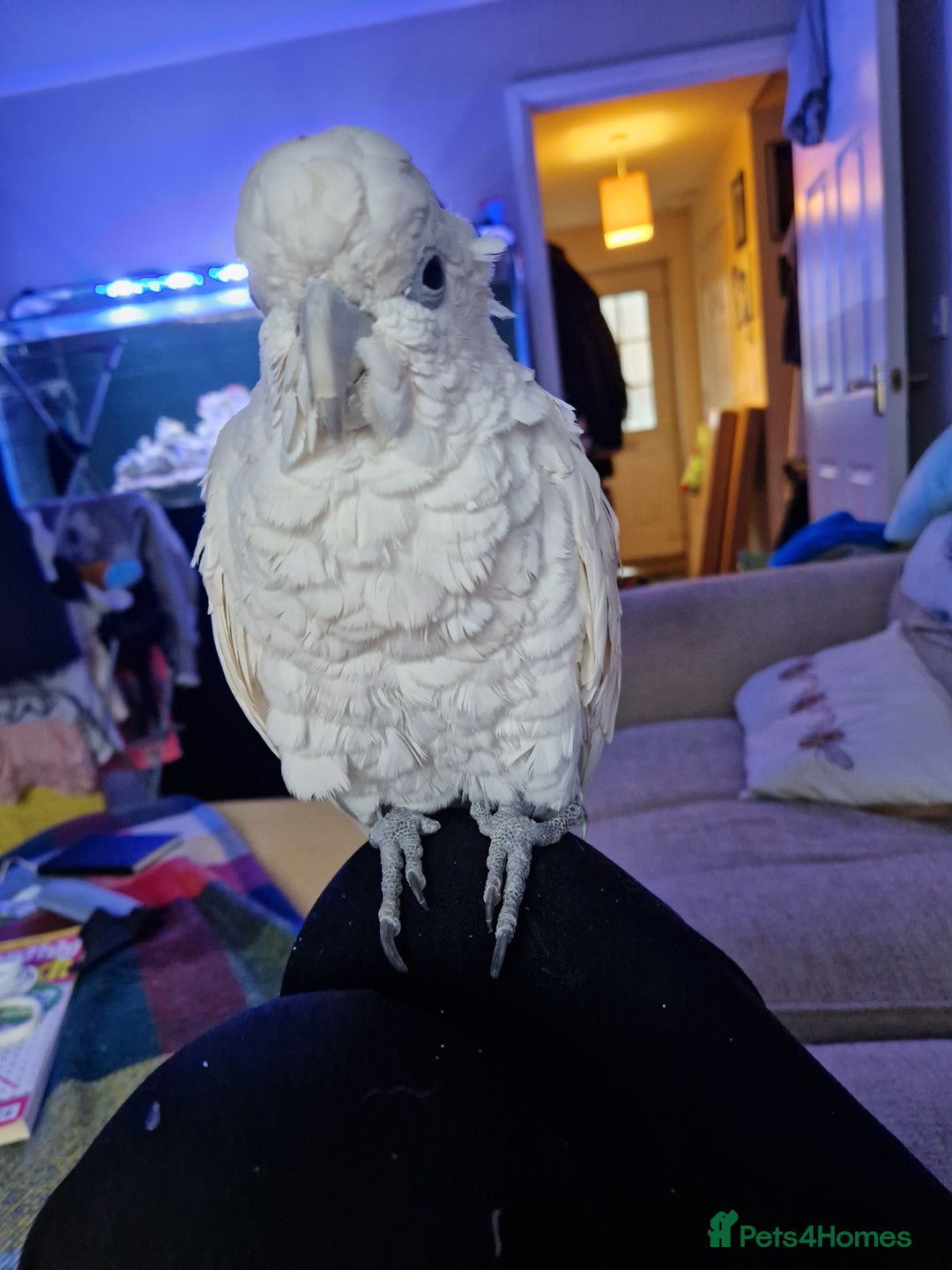 Cockatoo birds for sale: Cockatoo - Image 8