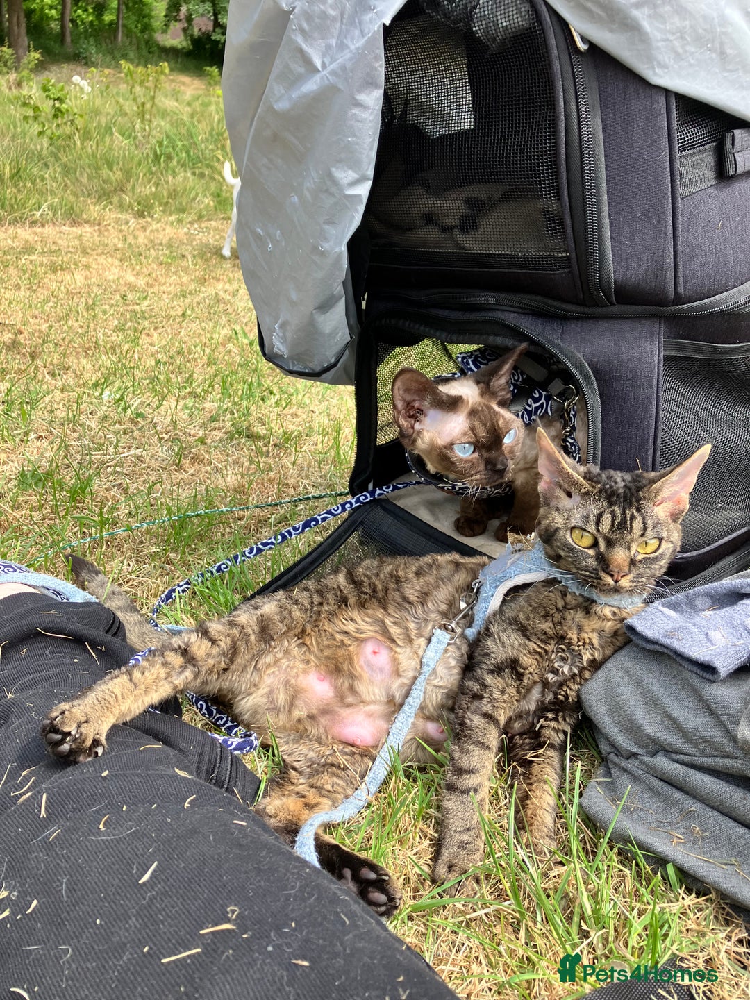 Devon Rex cats for sale: GCCF Registered Young Adult Females - Advert 9